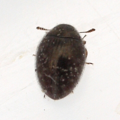 Simplocaria semistriata
