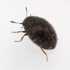 Simplocaria semistriata