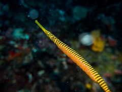 Dunckerocampus pessuliferus