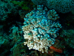 Cladiella