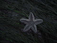 Echinodermata