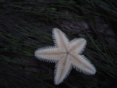 Echinodermata