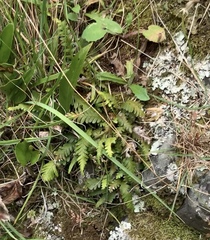 Notogrammitis heterophylla