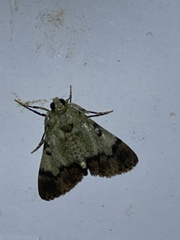 Epipaschia superatalis