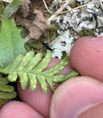 Notogrammitis heterophylla