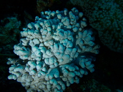 Cladiella
