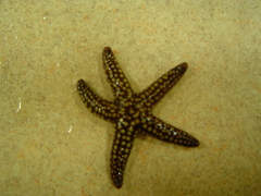 Echinodermata