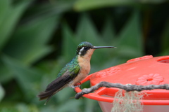 Lampornis castaneoventris