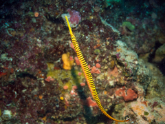 Dunckerocampus pessuliferus