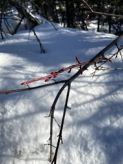 Acer glabrum douglasii