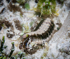 Pseudosquilla ciliata