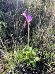 Primula clevelandii