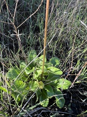 Primula clevelandii
