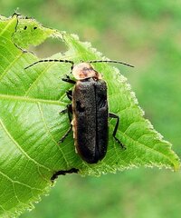 Atalantycha dentigera