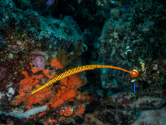 Dunckerocampus pessuliferus