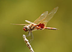 Tramea loewii