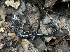 Plethodon albagula