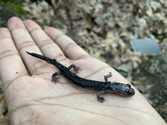 Plethodon albagula