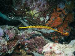 Dunckerocampus pessuliferus