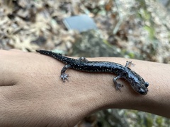 Plethodon albagula