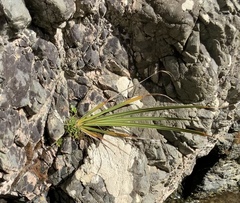 Libertia