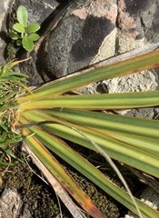 Libertia