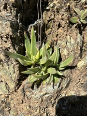 Dudleya abramsii setchellii