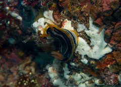 Chromodoris