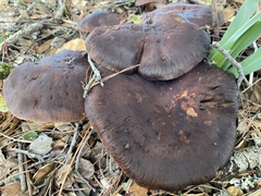 Cortinarius ohlone
