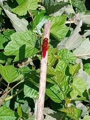 Crocothemis servilia mariannae