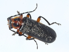 Atalantycha bilineata