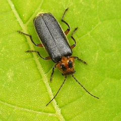 Atalantycha bilineata