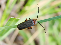 Atalantycha bilineata