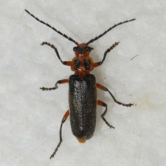 Atalantycha bilineata