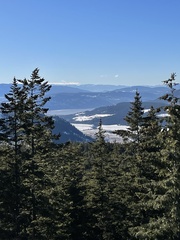 Pseudotsuga menziesii