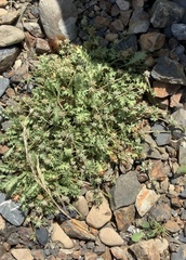 Eryngium vesiculosum