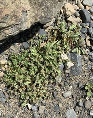 Eryngium vesiculosum