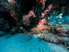 Dunckerocampus pessuliferus