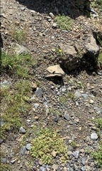 Eryngium vesiculosum