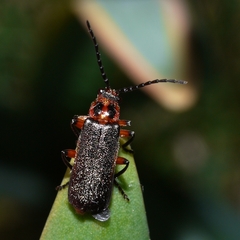 Atalantycha bilineata