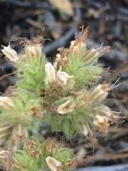 Phacelia hastata