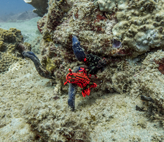 Nembrotha kubaryana