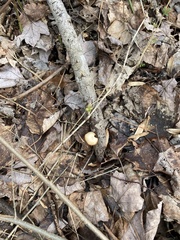 Tubariaceae