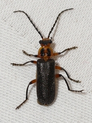 Atalantycha bilineata