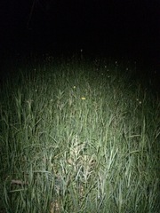 Bistorta bistortoides