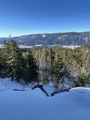 Pseudotsuga menziesii