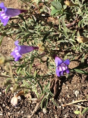 Penstemon laetus