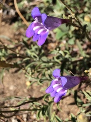Penstemon laetus