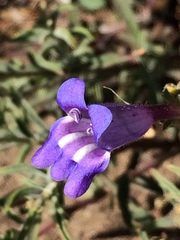 Penstemon laetus
