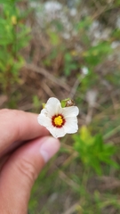 Sida linifolia